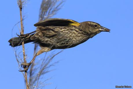 Temprano por la laguna