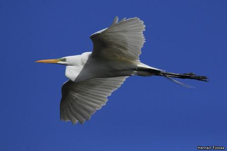 Temprano por la laguna