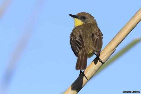 Temprano por la laguna
