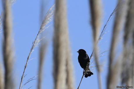 Temprano por la laguna