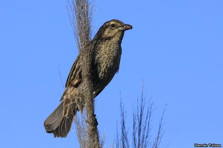 Temprano por la laguna