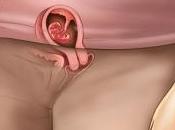 semanas embarazo Segundo