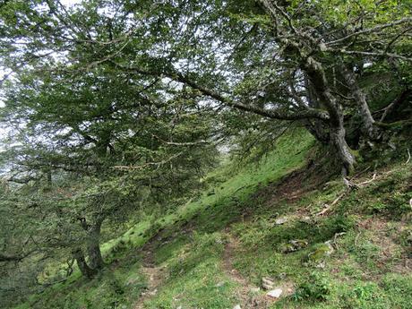 Taranes-Foz de la Escalada-Daón-Piagüé-Alto los Foyos-Entregüé-La Bufona