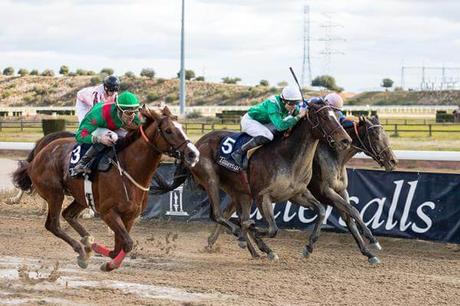 EXHIBICIÓN DE ‘ARAB POET’ EN EL GRAN HIPÓDROMO DE ANDALUCÍA