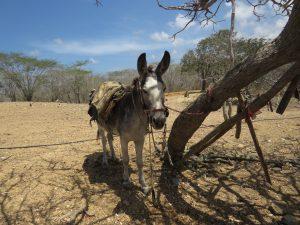 Indígenas En El Mundo ¡responsabilidad De Todos!