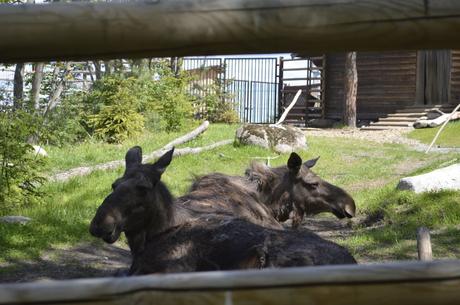 Skansen