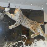 Skansen Naturhistoriska Riksmuseet