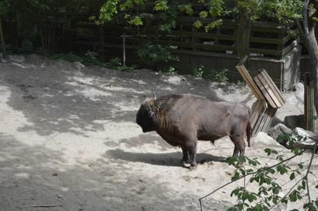 Skansen