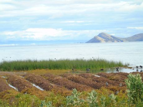 Lago Tiicaca_ tapia2018_pequeñito.jpg