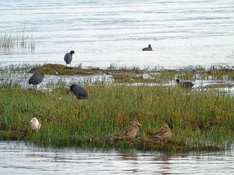 Importancia de Restauración Ambiental de Humedales en Bolivia especies lago titicaca_ pequeñito.jpg
