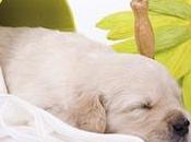 Cuándo tengo vacunar cachorro