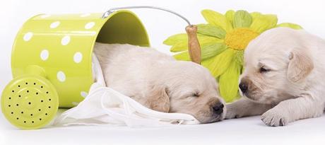 Cuándo tengo que vacunar a mi cachorro