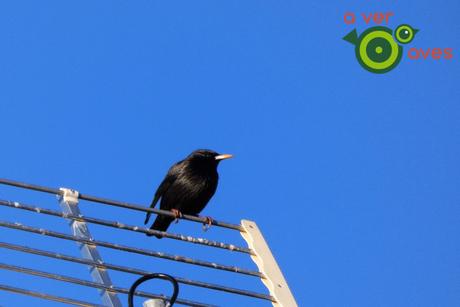 Alza la vista y mira al pajarito