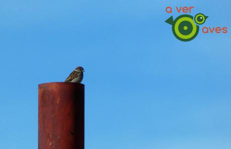 Alza la vista y mira al pajarito