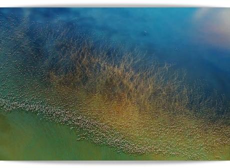 El ritual de los flamingos