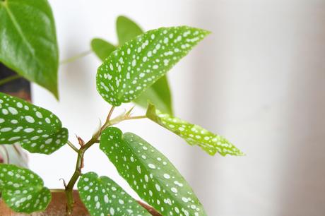 CÓMO AYUDAR A TUS PLANTAS CON LA LLEGADA DE LA PRIMAVERA. CONSEJOS FÁCILES PARA TENERLAS BONITAS