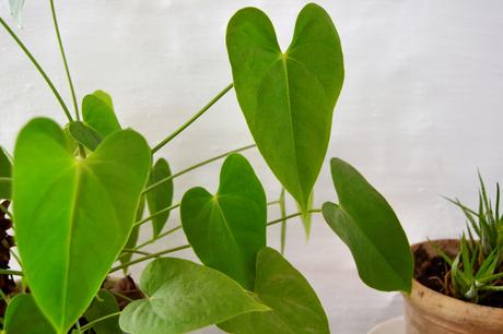CÓMO AYUDAR A TUS PLANTAS CON LA LLEGADA DE LA PRIMAVERA. CONSEJOS FÁCILES PARA TENERLAS BONITAS CÓMO AYUDAR A TUS PLANTAS CON LA LLEGADA DE LA PRIMAVERA. CONSEJOS FÁCILES PARA TENERLAS BONITAS