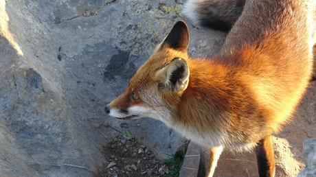 Zorro en el Parc del Garraf