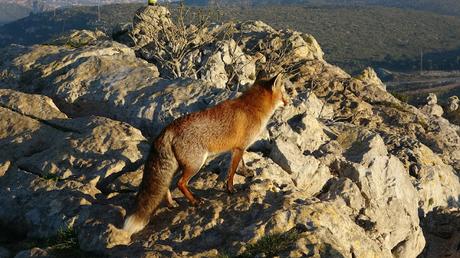 Zorro en el Parc del Garraf