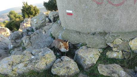 Zorro en el Parc del Garraf