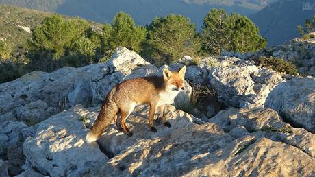 Zorro en el Parc del Garraf