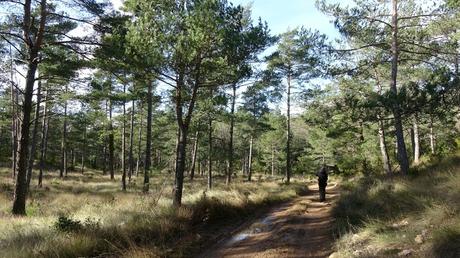 Puig Pelat | Serra de la Mussara. Tarragona