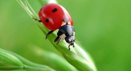 Riesgo de extinción en masa de los insectos