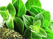 formas usar Orégano para curar