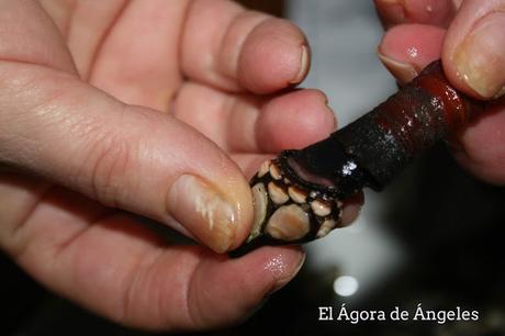 Cómo cocer y comer percebes  
