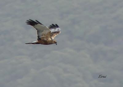 CARETOS, PAJARILLOS Y RAPACES