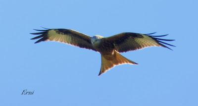 CARETOS, PAJARILLOS Y RAPACES