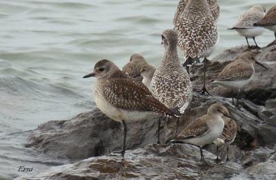 CHORLITO DORADO AMERICANO EN LAS MARISMAS DE SANTOÑA