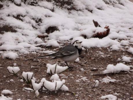 LAVANDERA BLANCA, LA ALEGRE MENSAJERA DEL FRÍO