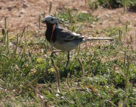 LAVANDERA BLANCA, LA ALEGRE MENSAJERA DEL FRÍO