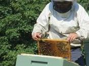 miel abeja