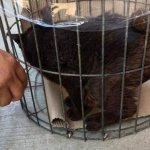 Encuentran un “Gato-nejo” en Axtla de Terrazas