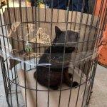 Encuentran un “Gato-nejo” en Axtla de Terrazas