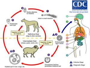 Ciclo vital Equinococcus granulosus