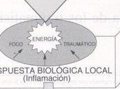 Concepto clasificación traumatismos. Contusiones. Síndrome onda expansiva. aplastamiento.