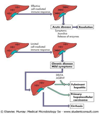 Virus de la Hepatitis