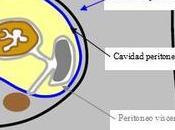 Anatomía radiológica peritoneo tubo digestivo