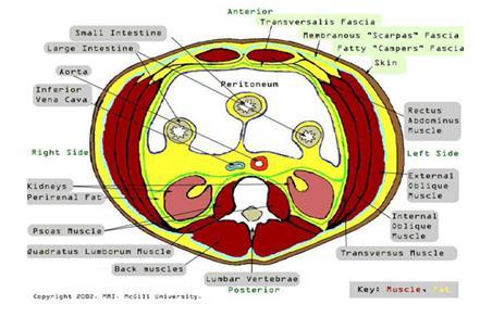 Anatomía radiológica del peritoneo y tubo digestivo