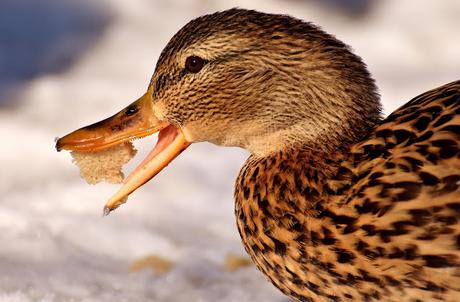 Animales y comidas que no están tan ligados como pensabas