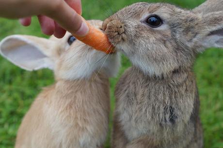 Animales y comidas que no están tan ligados como pensabas