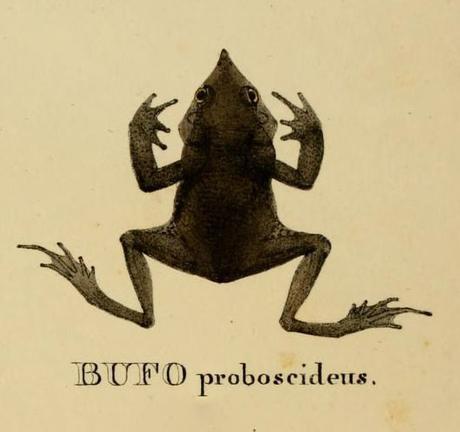 La rana necrofílica que demuestra que hay amores que matan