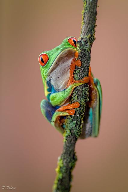 Fotonatura XXII: La rana más fotografiada del mundo