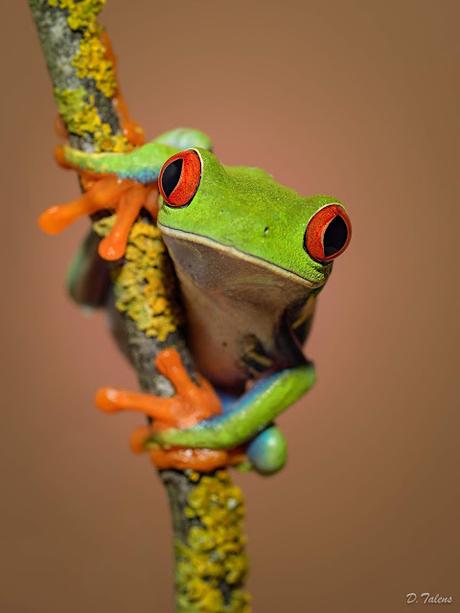 Fotonatura XXII: La rana más fotografiada del mundo