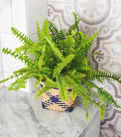 El helecho, la planta de moda en 2019