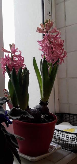 Hoy una cesta... Hoy una cesta...