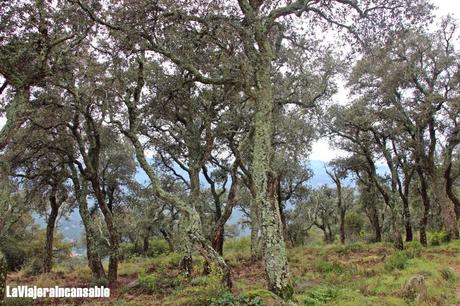 Conociendo a Mercè Rodoreda: itinerario literario y de naturaleza por Romanyà de la Selva